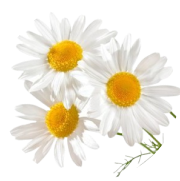 Vitamíny B